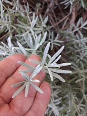 Lavandula angustifolia
