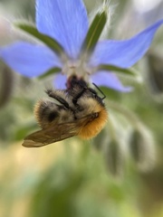 Bombus pascuorum