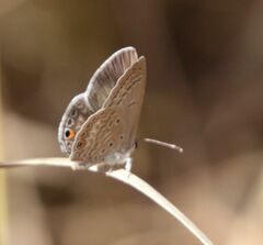 Euchrysops malathana