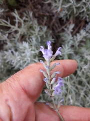 Lavandula angustifolia