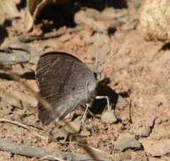 Junonia hierta cebrene