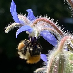 Bombus pascuorum