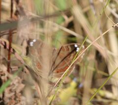 Junonia natalica natalica