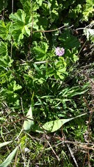 Pelargonium vitifolium