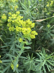 Euphorbia virgata