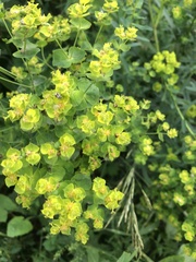 Euphorbia virgata