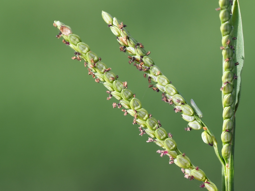 Paspalum