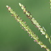 Paspalum - Photo no rights reserved, uploaded by 葉子