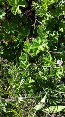 Pelargonium vitifolium