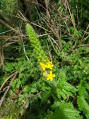 Agrimonia procera