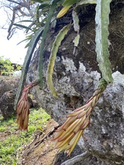 Selenicereus ocamponis