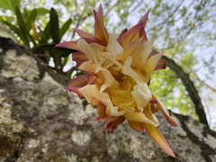 Selenicereus ocamponis