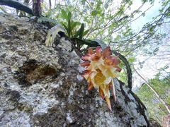 Selenicereus ocamponis