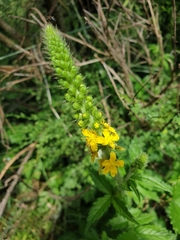 Agrimonia procera