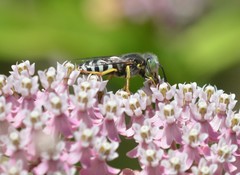 Bembix americana spinolae