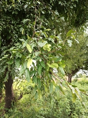 Magnoliopsida