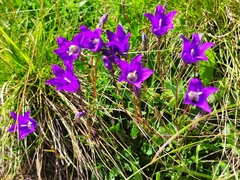 Campanula saxifraga