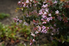 Apis mellifera