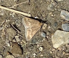 Pyrausta aerealis