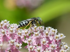 Bembix americana spinolae