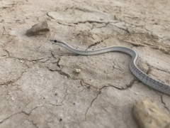 Salvadora hexalepis hexalepis