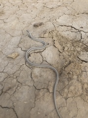 Salvadora hexalepis hexalepis