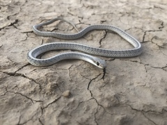 Salvadora hexalepis hexalepis