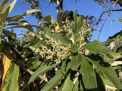 Tarchonanthus trilobus