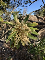 Tarchonanthus trilobus