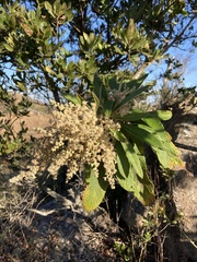 Tarchonanthus trilobus
