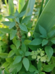 Parietaria judaica