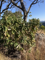 Tarchonanthus trilobus