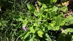 Pelargonium vitifolium