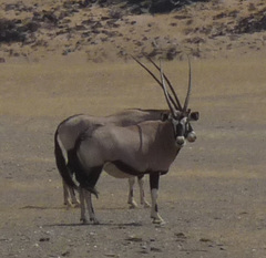 Oryx gazella