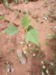 Malvaceae