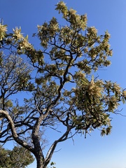 Tarchonanthus trilobus