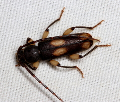 Tylonotus bimaculatus