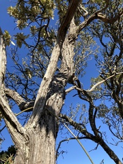 Tarchonanthus trilobus