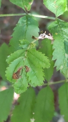 Stigmella sorbi