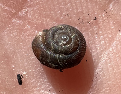 Discus whitneyi