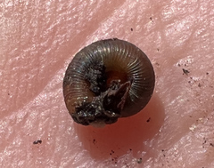 Discus whitneyi