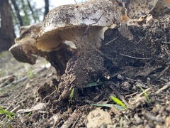 Leucopaxillus eucalyptorum
