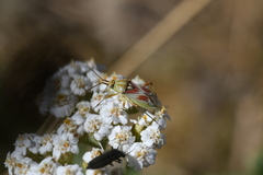 Calocoris roseomaculatus