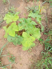 Abelmoschus