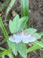 Hydrelia condensata