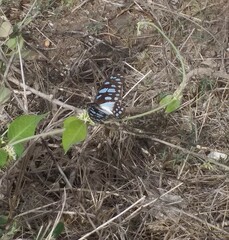 Graphium leonidas