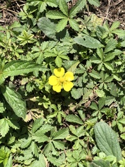 Potentilla