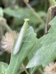 Nilomantis floweri