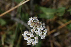 Calocoris roseomaculatus