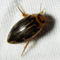 Coptotomus